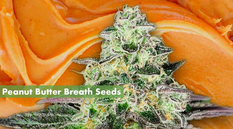 Peanut Butter Breath Seeds Cover Photo