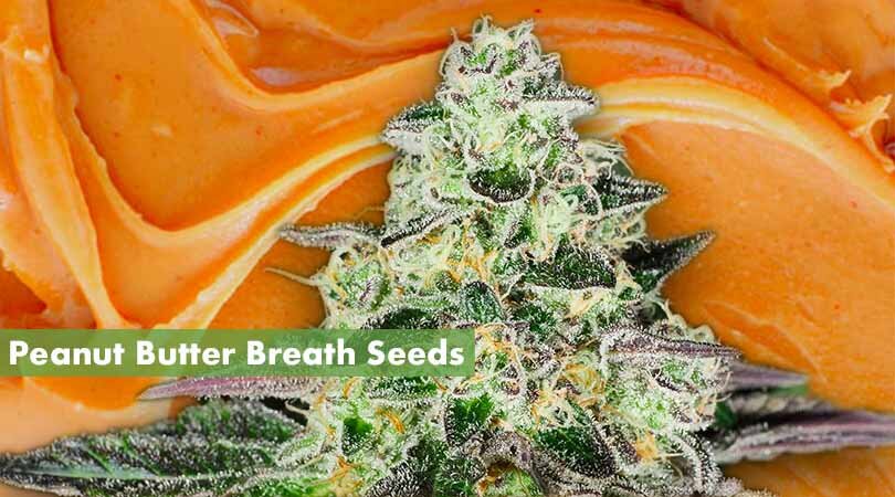 Best way to store Peanut Butter Breath