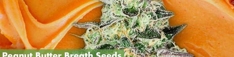 Peanut Butter Breath Seeds Featured Image
