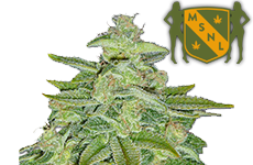 Pineapple marijuana seeds