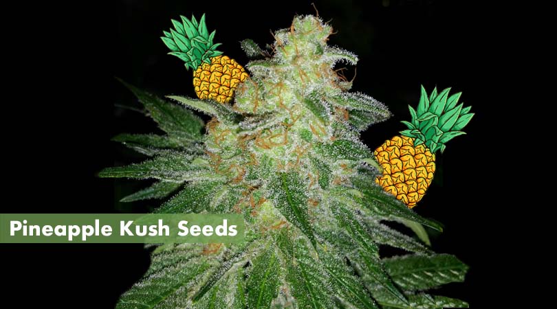 Pineapple Kush Seeds Cover Photo