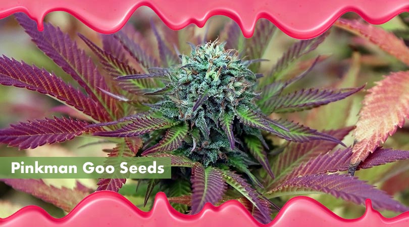 Pinkman Goo Seeds Main Photo