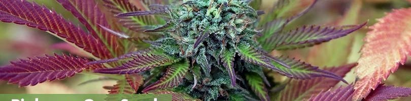Pinkman Goo Seeds Featured Image