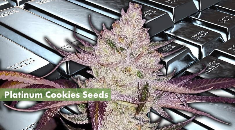Platinum Cookies Seeds Cover Photo