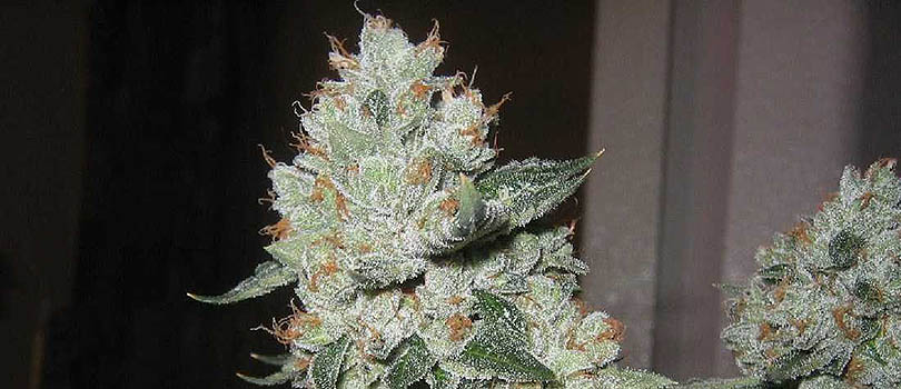 Platinum OG Seeds Strain Description