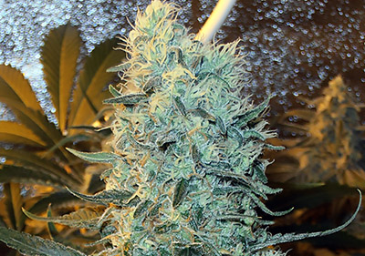 High yield marijuana seeds