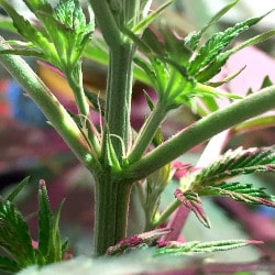 Pre-Flowering Stage of Marijuana Growing