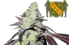 Purple Kush Feminized Seeds MSNL