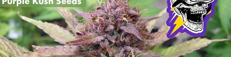 Purple Kush Seeds Featured Image