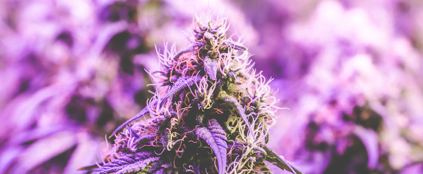 Purple Kush Seeds Strain Description