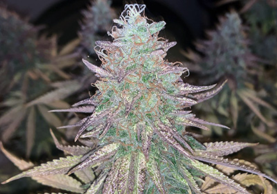 Purple Punch Feminized Cannabis Indica Seeds
