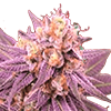 Purple Punch Feminized Cannabis Seeds