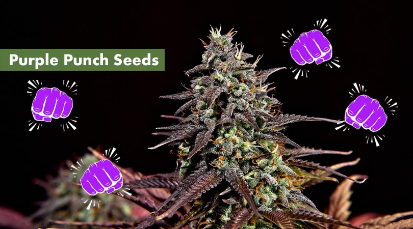 Purple Punch Seeds Main Article Photo