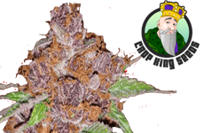 Purple Urkle Feminized Seeds CKS