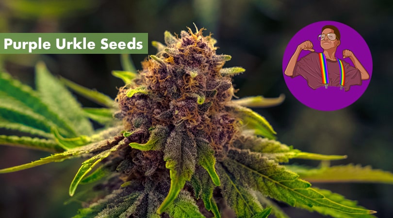 Purple Urkle Seeds Cover Photo
