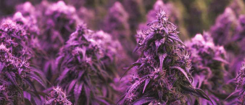 Purple Cannabis Strains