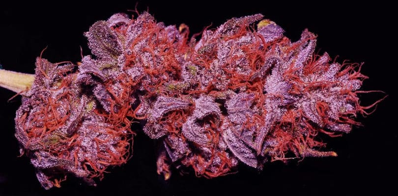 Purple Cannabis Strain