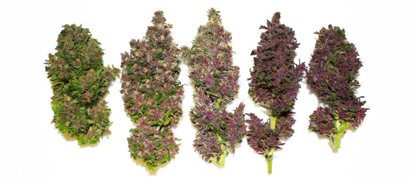 Purple cannabis strains seeds