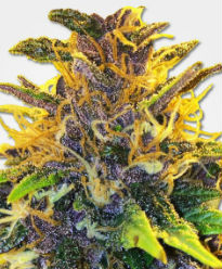 Purple Power Feminized Seeds