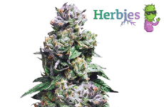 Purple Urkle Seeds Herbies