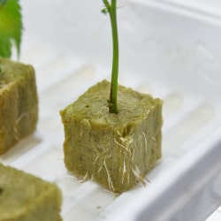 Grow Marijuana in Rockwool Hydroponics