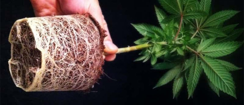 Rootbound Cannabis Plant