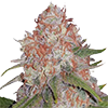 Runtz Feminized Cannabis Seeds