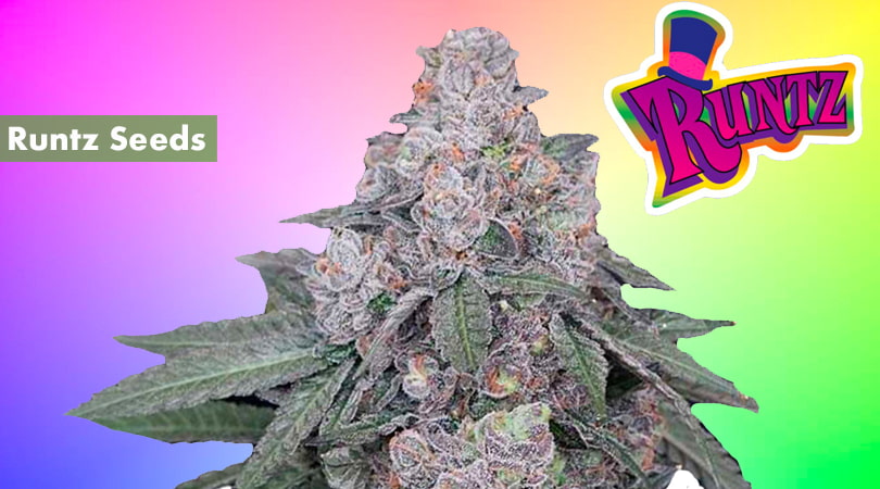 Obama Runtz Strain