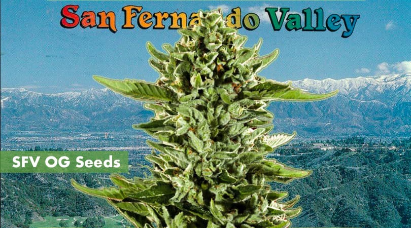 SFV OG Seeds Cover Photo