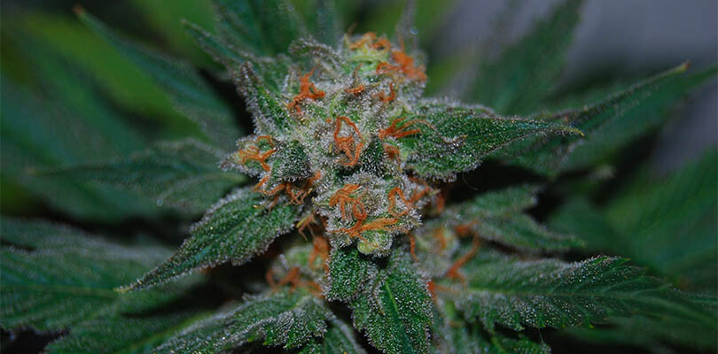 Santa Maria Strain Description