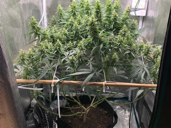 How To Lollipop Cannabis Plants In Three EASY Steps - 10Buds