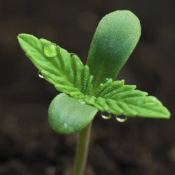 Cannabis Seedling Stage