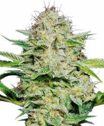Sensi Seeds Review 21 10buds Cannabis Growing Guide