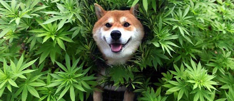 Shiba in Cannabis Plant