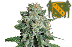 Skunk #1 Feminized Seeds MSNL