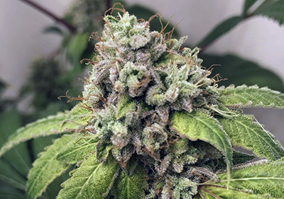 Skywalker OG Feminized Cannabis Indica Seeds