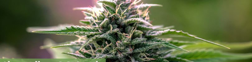 Skywalker OG Seeds Featured Image