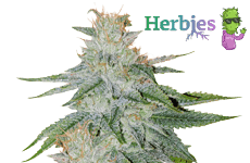 Skywalker OG Seeds Herbies