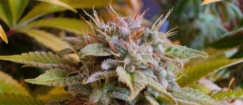 Somango Strain Description