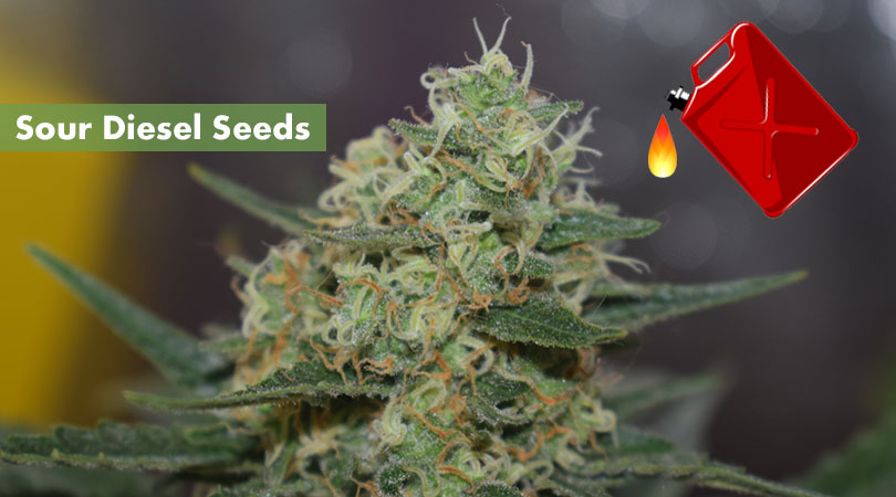 Sour Diesel Seeds Cover Photo