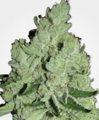 Sour Diesel Feminized Seeds