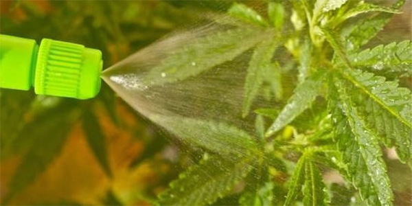 Spraying Cannabis Plants