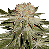 Stardawg Cannabis Seeds