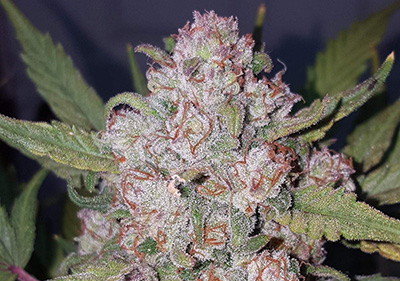 Stardawg Feminized Sativa Seeds MSNL Photo