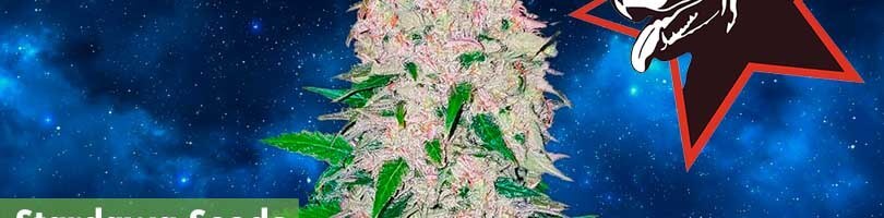 Stardawg Seeds Featured Image