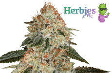 Stardawg Seeds Herbies