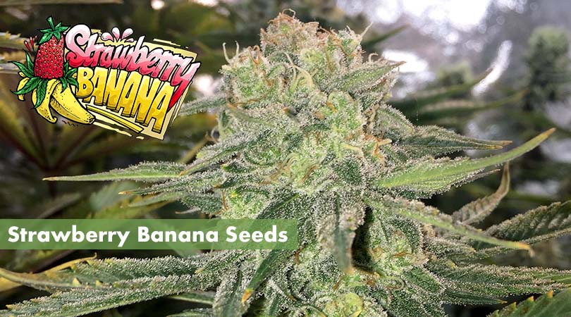 Strawberry Banana Seeds Main Photo