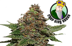 Strawberry Cough Feminized Seeds Crop King Seeds