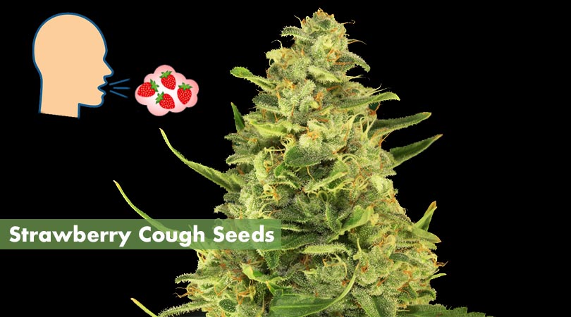 Strawberry Cough Seeds Main Photo