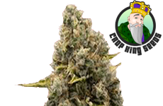 Strawberry Kush Feminized Seeds Crop King Seeds